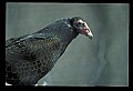 10599-00003-Vultures, Turkey Vulture, Cathartes aura.jpg