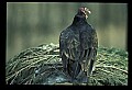 10599-00005-Vultures, Turkey Vulture, Cathartes aura.jpg