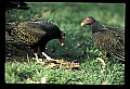 10599-00006-Vultures, Turkey Vulture, Cathartes aura.jpg