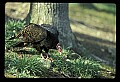 10599-00007-Vultures, Turkey Vulture, Cathartes aura.jpg