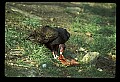 10599-00008-Vultures, Turkey Vulture, Cathartes aura.jpg