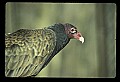 10599-00009-Vultures, Turkey Vulture, Cathartes aura.jpg