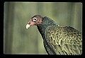 10599-00010-Vultures, Turkey Vulture, Cathartes aura.jpg