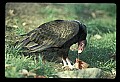 10599-00011-Vultures, Turkey Vulture, Cathartes aura.jpg