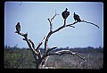 10599-00012-Vultures, Turkey Vulture, Cathartes aura.jpg