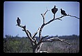 10599-00013-Vultures, Turkey Vulture, Cathartes aura.jpg