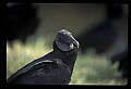 10599-00014-Vultures, Black Vulture, Coragyps atratus.jpg