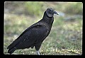 10599-00016-Vultures, Black Vulture, Coragyps atratus.jpg