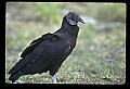 10599-00017-Vultures, Black Vulture, Coragyps atratus.jpg