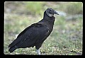 10599-00018-Vultures, Black Vulture, Coragyps atratus.jpg
