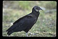10599-00019-Vultures, Black Vulture, Coragyps atratus.jpg