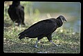 10599-00021-Vultures, Black Vulture, Coragyps atratus.jpg