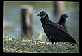 10599-00022-Vultures, Black Vulture, Coragyps atratus.jpg