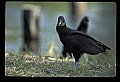 10599-00023-Vultures, Black Vulture, Coragyps atratus.jpg