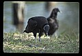 10599-00024-Vultures, Black Vulture, Coragyps atratus.jpg
