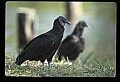 10599-00025-Vultures, Black Vulture, Coragyps atratus.jpg