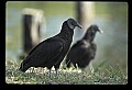 10599-00026-Vultures, Black Vulture, Coragyps atratus.jpg