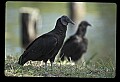 10599-00027-Vultures, Black Vulture, Coragyps atratus.jpg