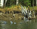 10600-00001-Ducks, General-Common Merganser-Female Merganser taking off.jpg