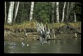 10600-00001-Ducks, General-Common Merganser.jpg