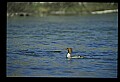 10600-00002-Ducks, General-Common Merganser.jpg