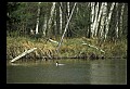 10600-00003-Ducks, General-Common Merganser.jpg