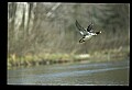 10600-00004-Ducks, General-Common Merganser.jpg