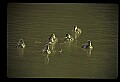 10600-00008-Ducks, General-Mallard hen with Chicks.jpg