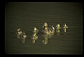10600-00011-Ducks, General-Mallard hen with Chicks.jpg