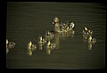 10600-00012-Ducks, General-Mallard hen with Chicks.jpg
