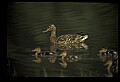 10600-00013-Ducks, General-Mallard hen with Chicks.jpg