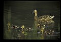 10600-00014-Ducks, General-Mallard hen with Chicks.jpg