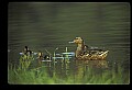 10600-00015-Ducks, General-Mallard hen with Chicks.jpg