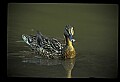 10600-00017-Ducks, General-Mallard hen with Chicks.jpg