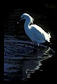 00000-00046-Snowy Egret.jpg
