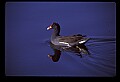10605-00001-Waterbirds-General-Common Moorhen, Gallinula chloropus.jpg
