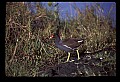 10605-00002-Waterbirds-General-Common Moorhen, Gallinula chloropus.jpg