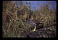 10605-00003-Waterbirds-General-Common Moorhen, Gallinula chloropus.jpg