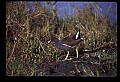 10605-00004-Waterbirds-General-Common Moorhen, Gallinula chloropus.jpg