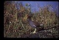 10605-00005-Waterbirds-General-Common Moorhen, Gallinula chloropus.jpg