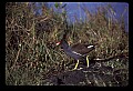 10605-00006-Waterbirds-General-Common Moorhen, Gallinula chloropus.jpg