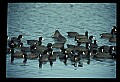 10605-00008-Waterbirds-General-American Coot, Fulica americana.jpg