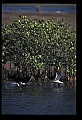 10605-00014-Waterbirds-General-.jpg