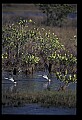 10605-00015-Waterbirds-General-.jpg