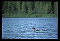 10605-00018-Waterbirds-General-Common Loon, Gavia immerion.jpg
