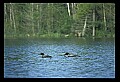 10605-00019-Waterbirds-General-Common Loon, Gavia immerion.jpg