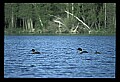 10605-00020-Waterbirds-General-Common Loon, Gavia immerion.jpg