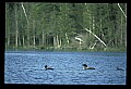 10605-00021-Waterbirds-General-Common Loon, Gavia immerion.jpg