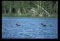 10605-00022-Waterbirds-General-Common Loon, Gavia immerion.jpg