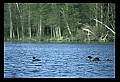 10605-00023-Waterbirds-General-Common Loon, Gavia immerion.jpg